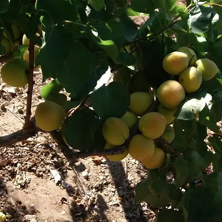 Nyaraló Casa Reyes Apta Reyes